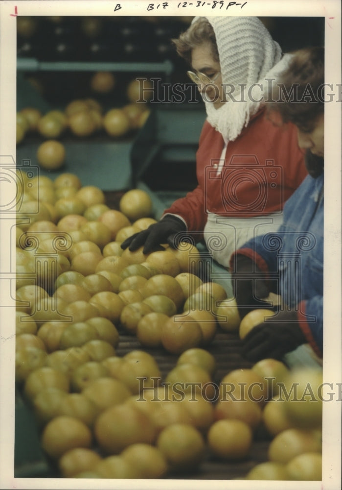 1989 Press Photo Workers sort oranges from citrus fruit trees, Texas - hca12711 - Historic Images