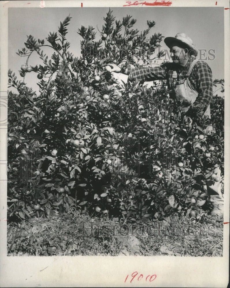 1969 Press Photo B.M. Jamison harvesting satsuma-Orange Citrus crop, Texas - Historic Images