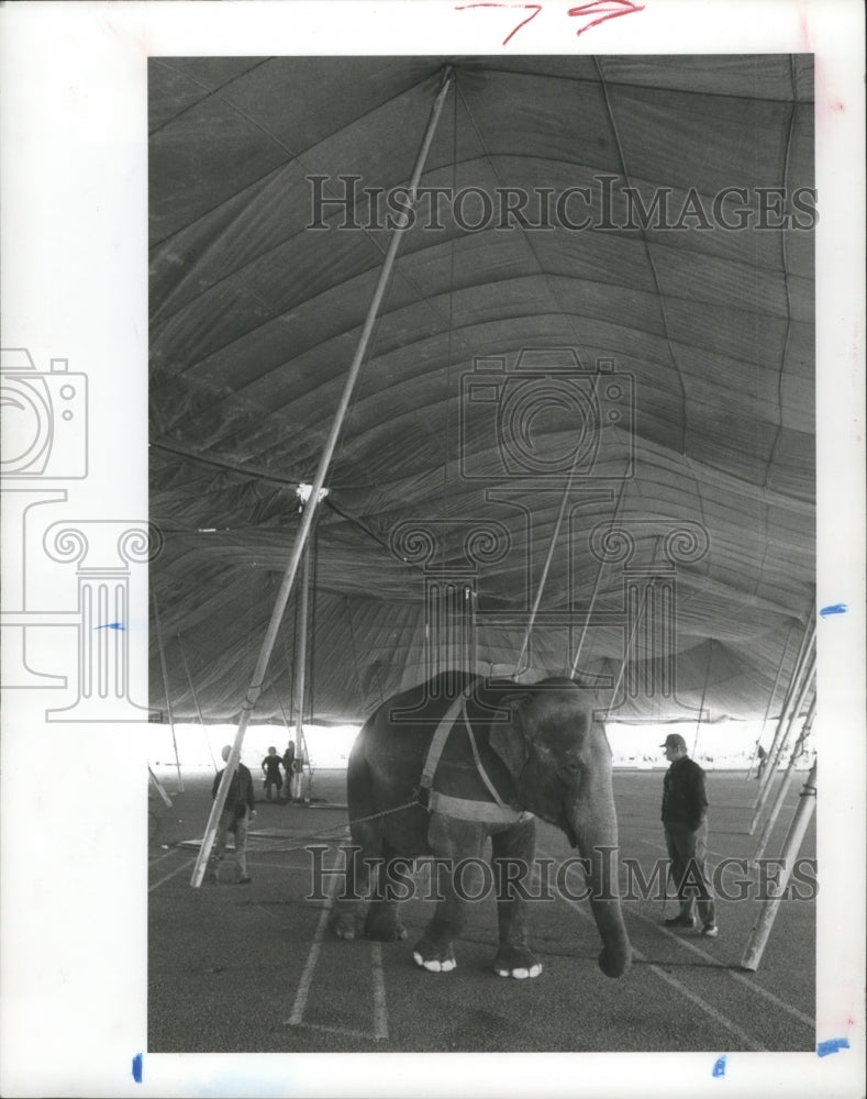 1977 Press Photo Hattie the Elephant &amp; Trainer Wally Rosh At Circus Vargas. - Historic Images