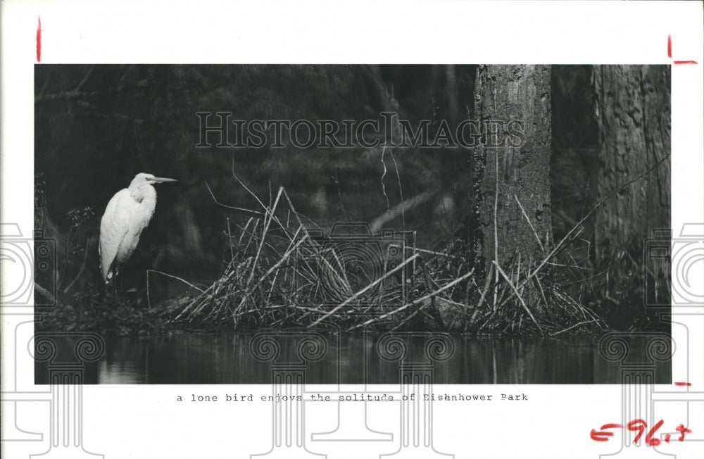 1979 Press Photo Bird perched in Dwight D. Eisenhower Park, Houston - hca12919 - Historic Images