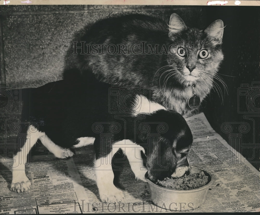 1965 Press Photo Beagle dog and Persian cat are pets of Dr. Clifton J. Shepler - Historic Images