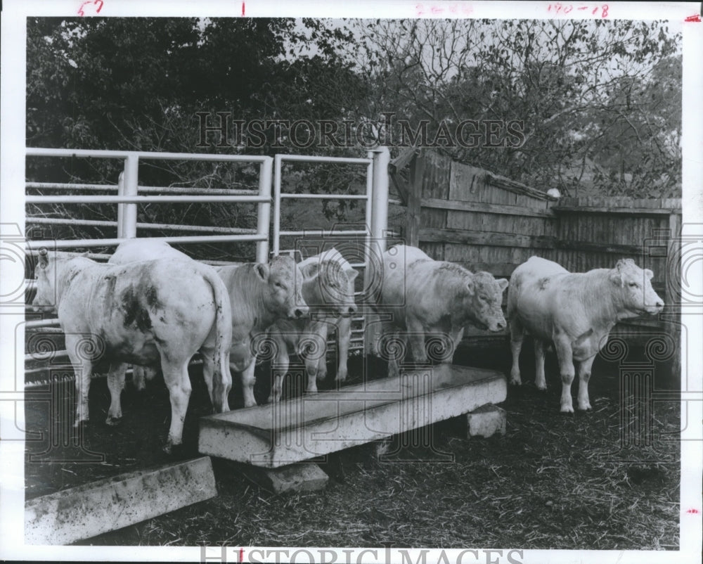 1967 Press Photo Group of Charolais Bulls ready for shipment to Thailand - Historic Images