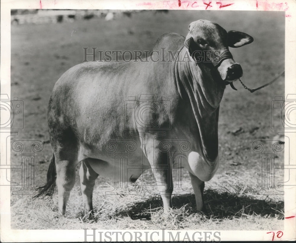 1962 Press Photo The American Brahman Cattle Breed Standing in Field. - Historic Images