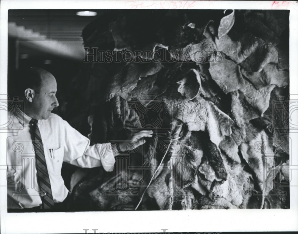 1966 Press Photo William Carey With A Stack Of Salted Cattle Hides in Houston. - Historic Images