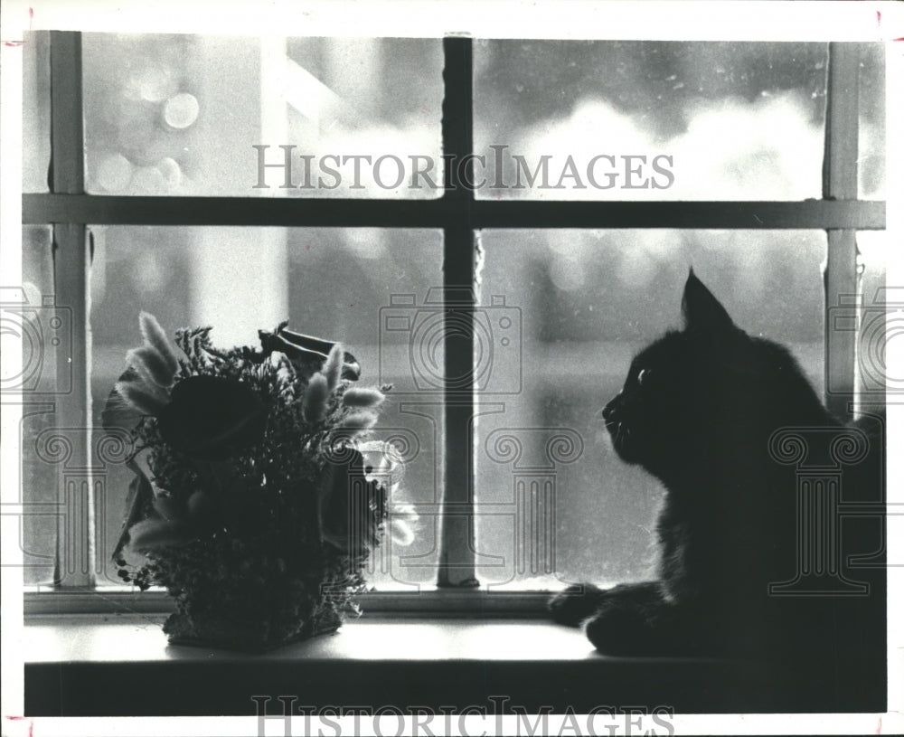 1980 Press Photo Cat Perched in The Window Enjoying the Sunshine. - hca13070 - Historic Images