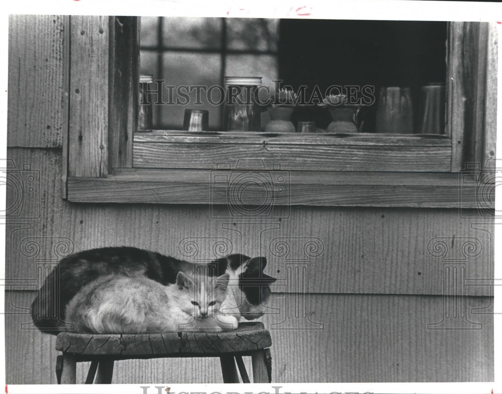 1981 Press Photo Furry Orange & White Kitten Curls Up Next To Calico Cat Mother. - Historic Images