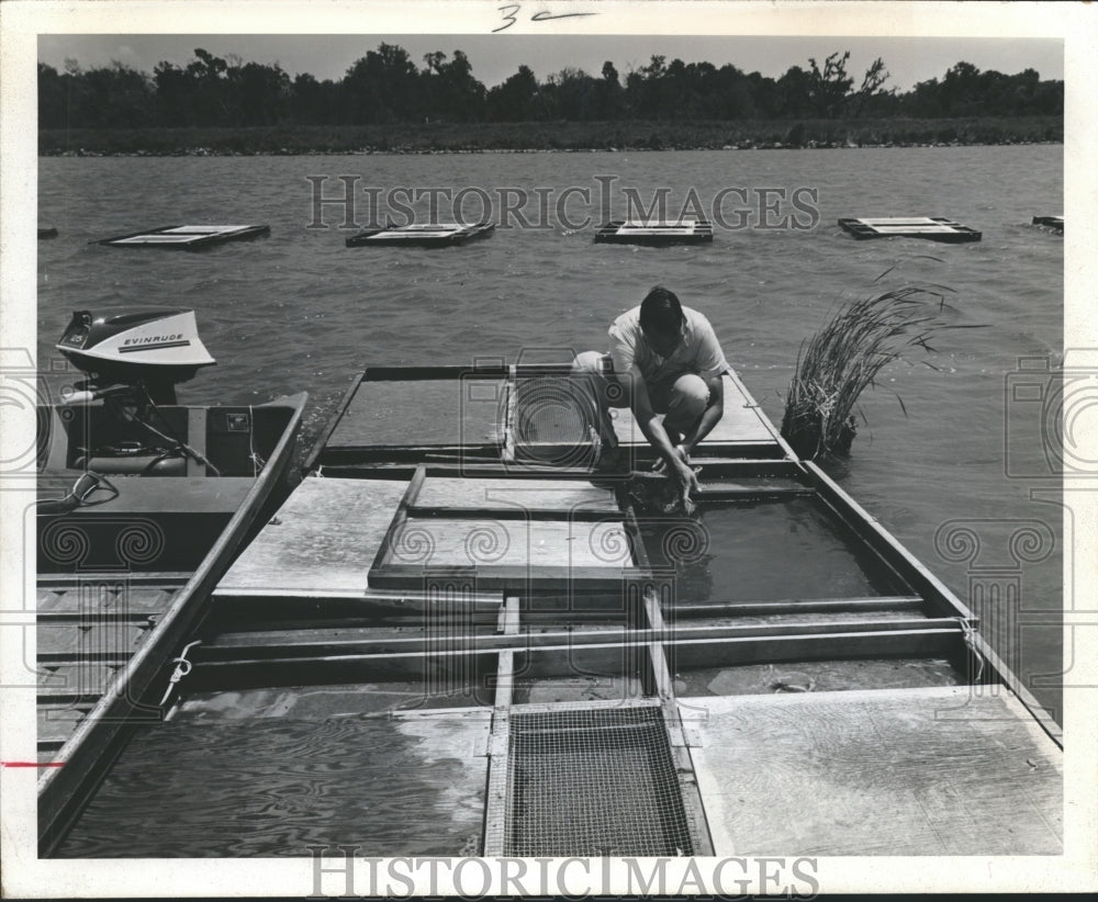 1970 Press Photo Sehon Warneke checking cages with"Cultured" Catfish at Farm, TX-Historic Images