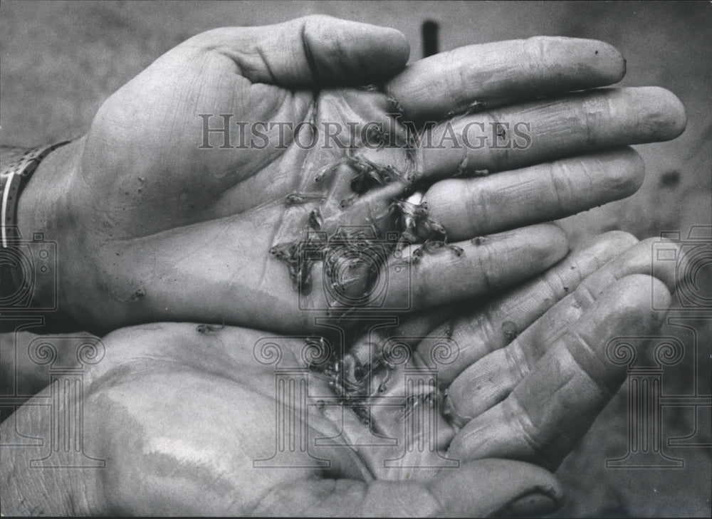 1971 Press Photo Handful of spawns from Catfish at a Texas Catfish Farm - Historic Images