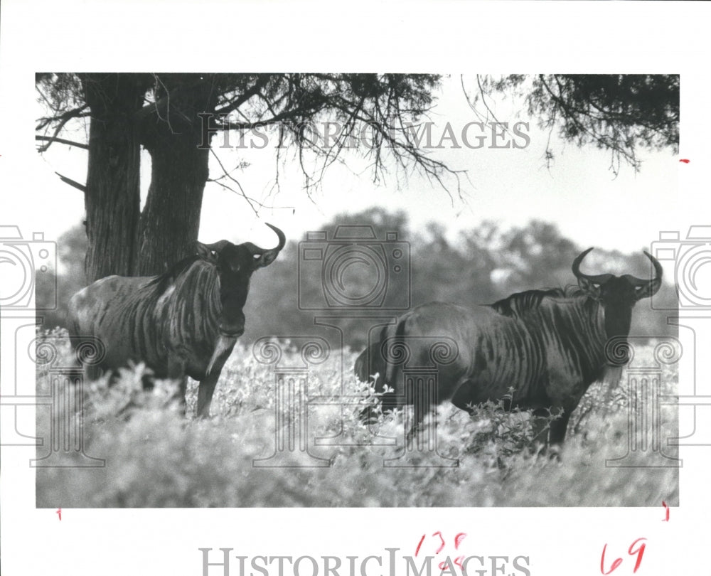 1982 Press Photo A pair of wildebest at Camp Cooley Ranch, Texas - hca13211 - Historic Images