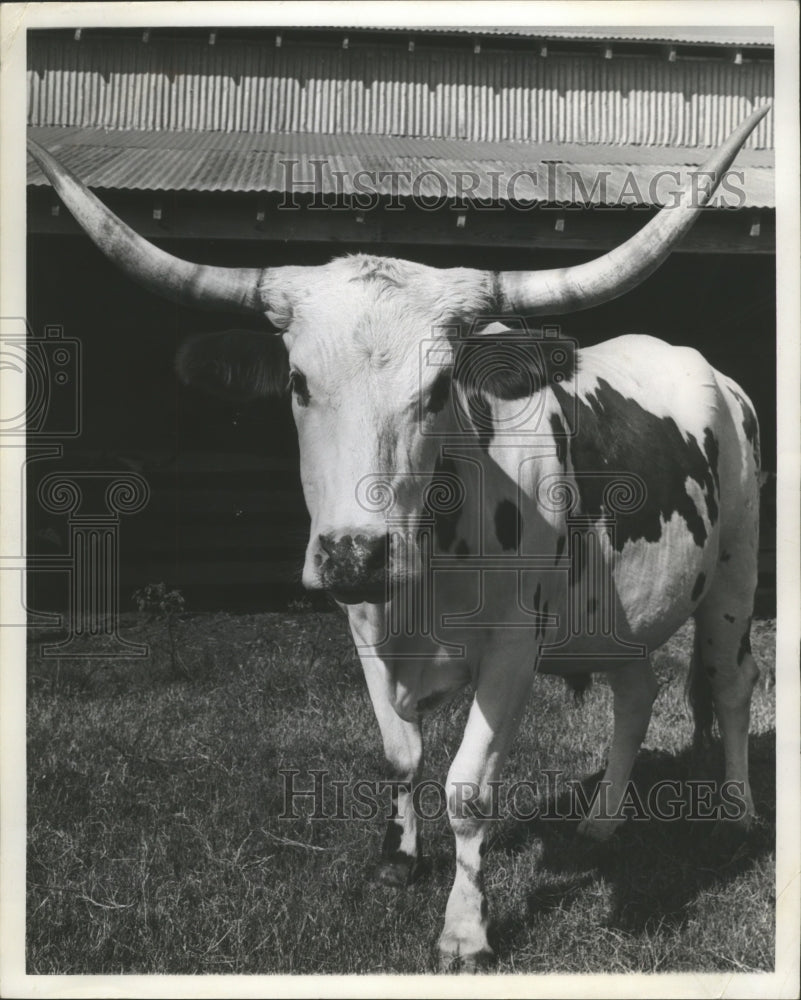 1962 Press Photo A Texas Longhorn. - hca13939-Historic Images