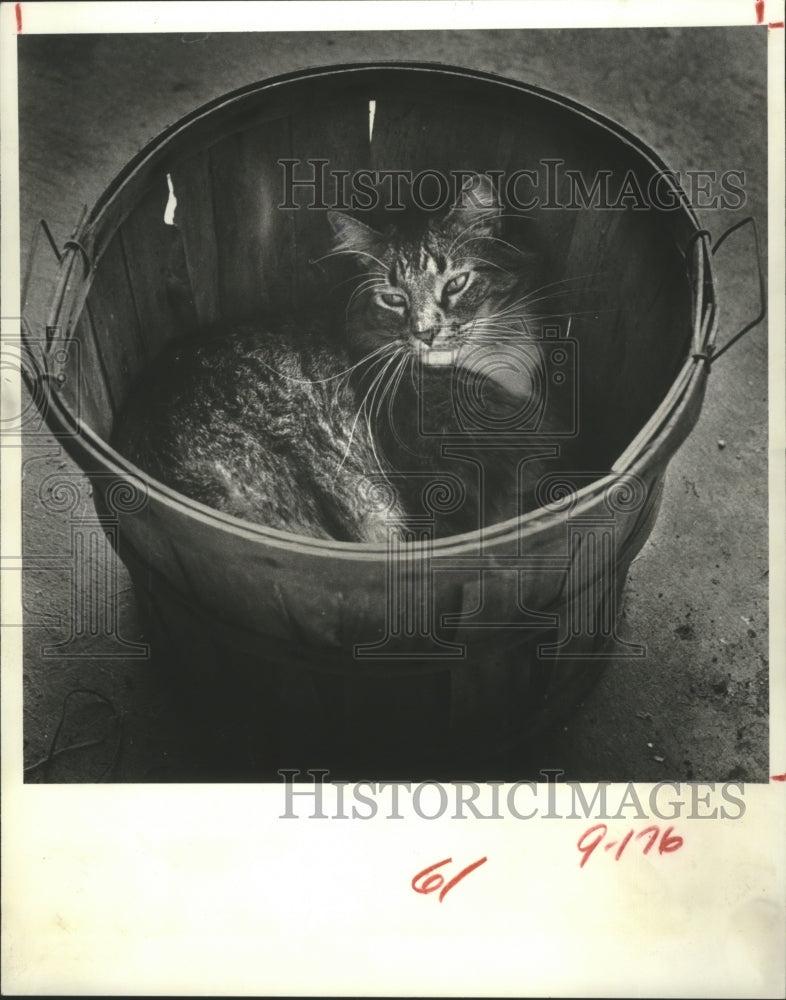 1982 Press Photo Alexander The Cat is Being a Basket Case. - hca13954 - Historic Images