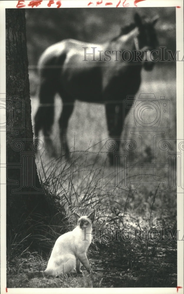 1980 Siamese Cat Sits in Shade Cleveland, Texas - Historic Images
