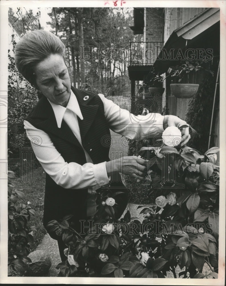 1971 Press Photo Mrs. Boyd McRee checks some blooms of her camellias, Houston - Historic Images
