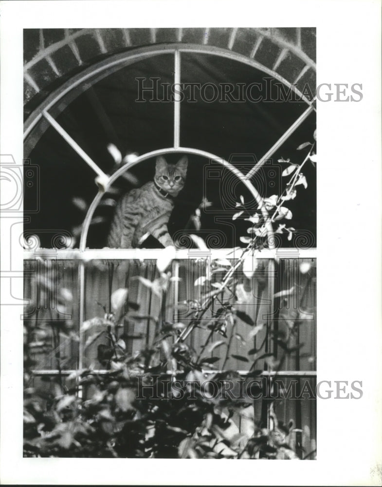 1992 Press Photo Cat looks out the window of a North Harris Co. Home - hca14220 - Historic Images