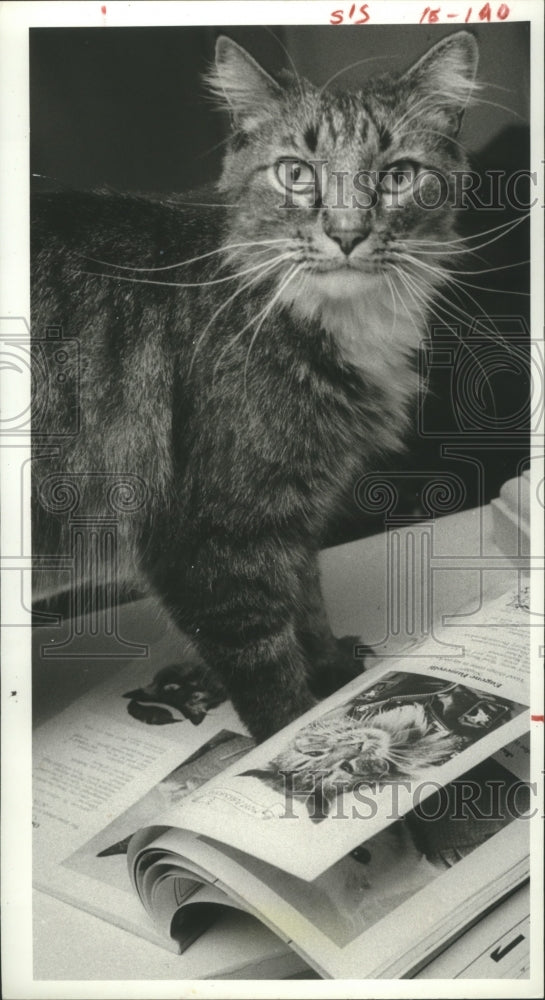 1984 Press Photo Cat pages through a magazine - hca14231 - Historic Images