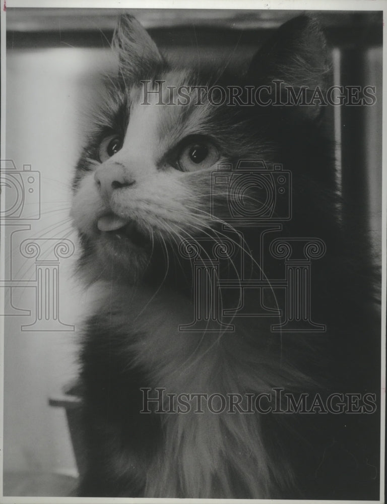 1987 Furry cat, Houston - Historic Images