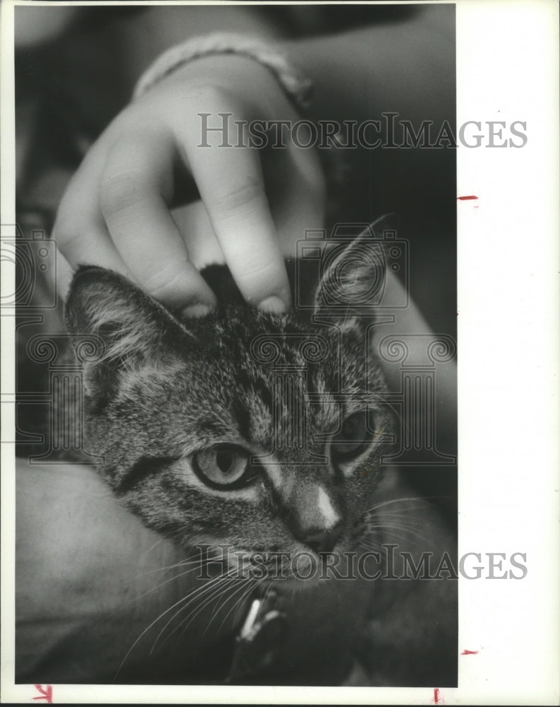 1989 Domestic Shorthair Cat named Molly - Historic Images