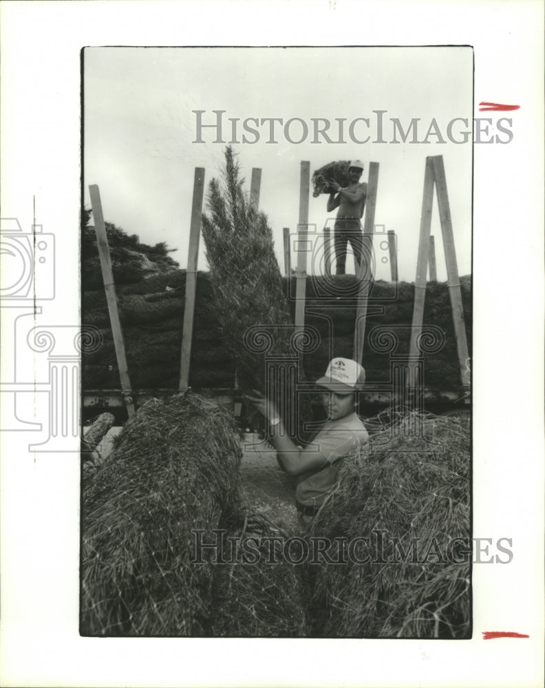 1986 Press Photo Workers unload the Christmas trees in Houston - hca15088 - Historic Images