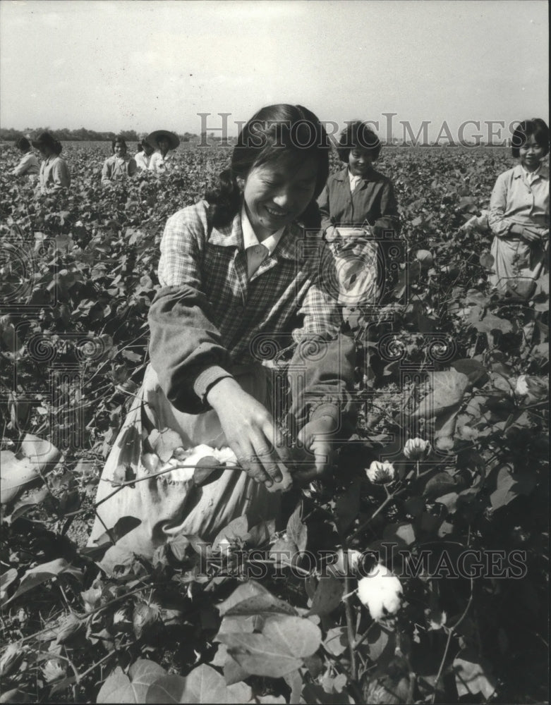 1983 Chinese ladies picking cotton at Ha Chao Commune near Shanghai - Historic Images