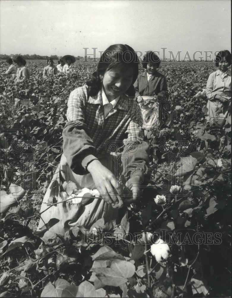 1983 Chinese ladies picking cotton at Ha Chao Commune near Shanghai - Historic Images