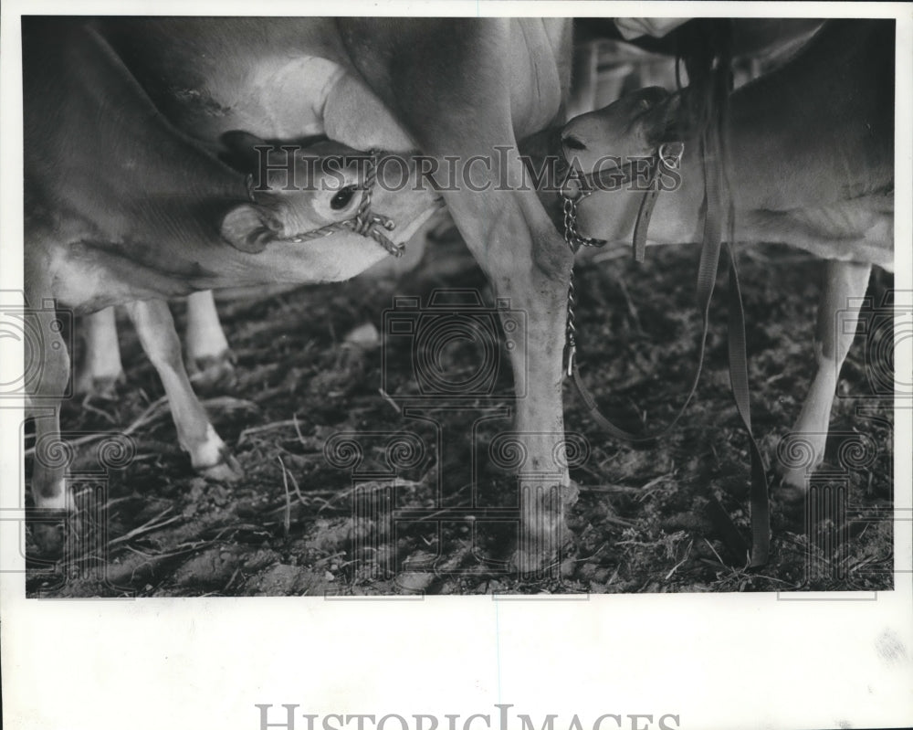 1984 Calves Dixie &amp; Daisy Move in For Lunch From Mother Donna. - Historic Images