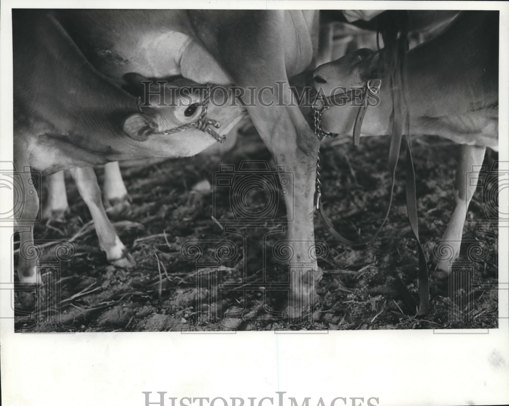 1984 Calves Dixie & Daisy Move in For Lunch From Mother Donna. - Historic Images