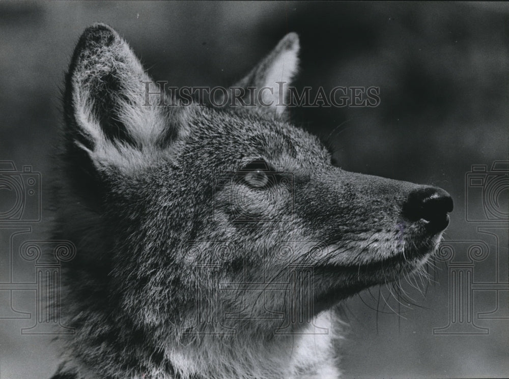 1974 Press Photo Coyote - hca15384 - Historic Images