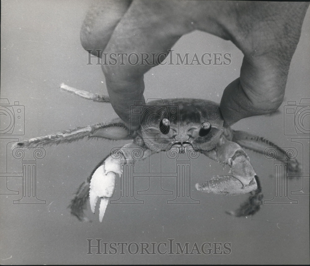 1969 Press Photo Holding a crab - hca15513 - Historic Images