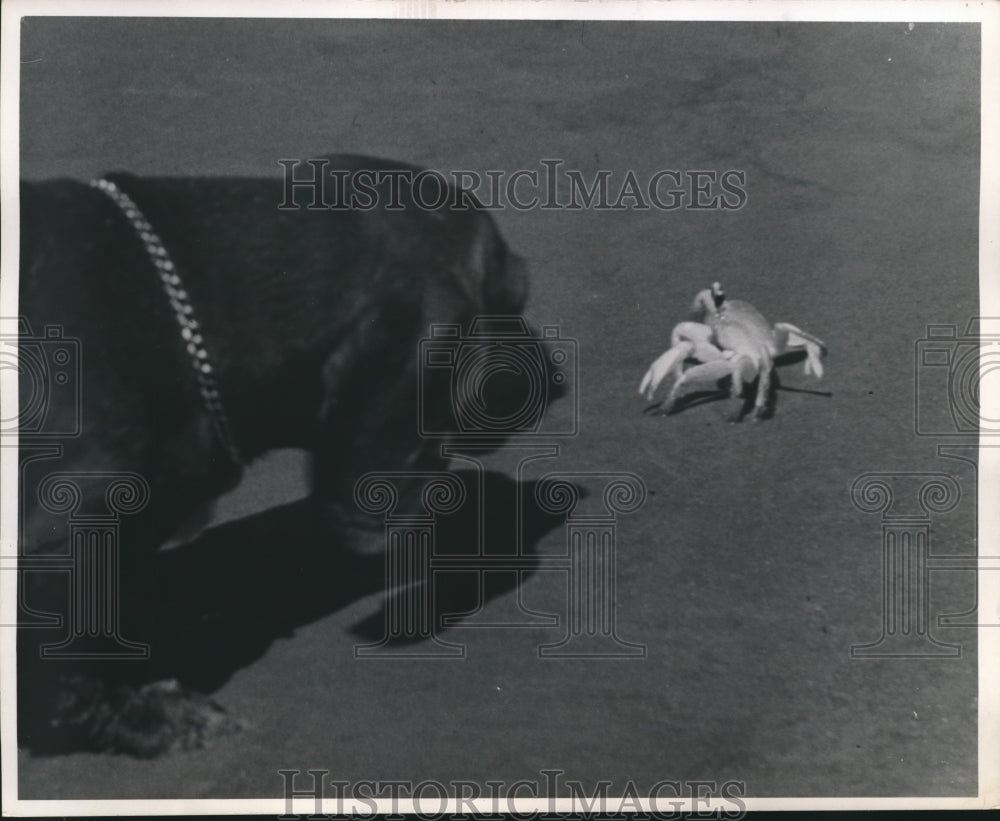 1969 Press Photo Dog toys with scrappy and defensive crab - hca15520 - Historic Images