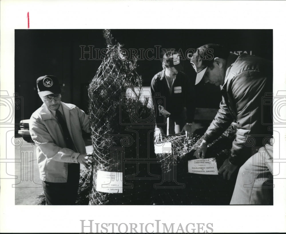 1986 Press Photo Texas Forest workers prepare Christmas trees for Washington DC - Historic Images