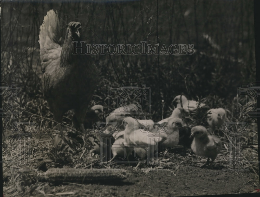 1975 Press Photo Mother chicken and her chicks - hca15906 - Historic Images