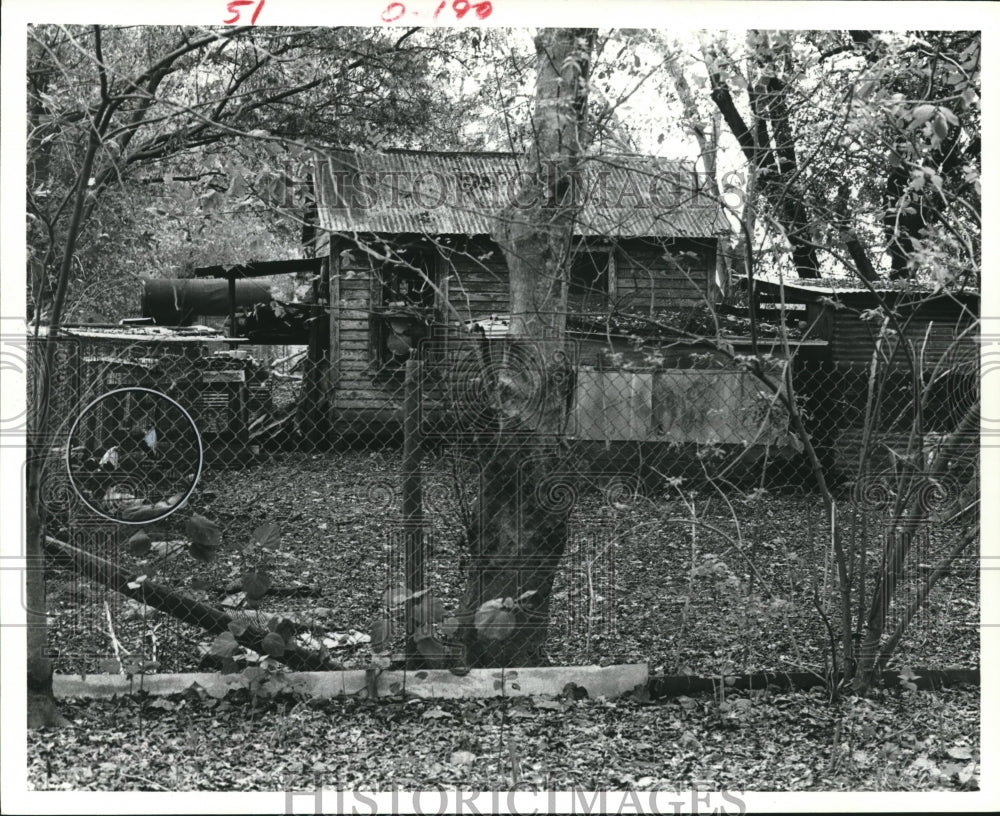 1978 Press Photo Chickens and roosters in Houston barnyard - hca15908 - Historic Images