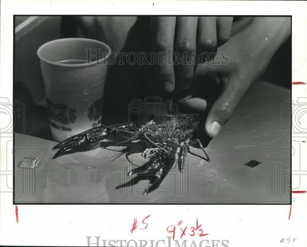 1983 Press Photo Commissioner Holds The Crawfish At The Races in Bridge City. - Historic Images