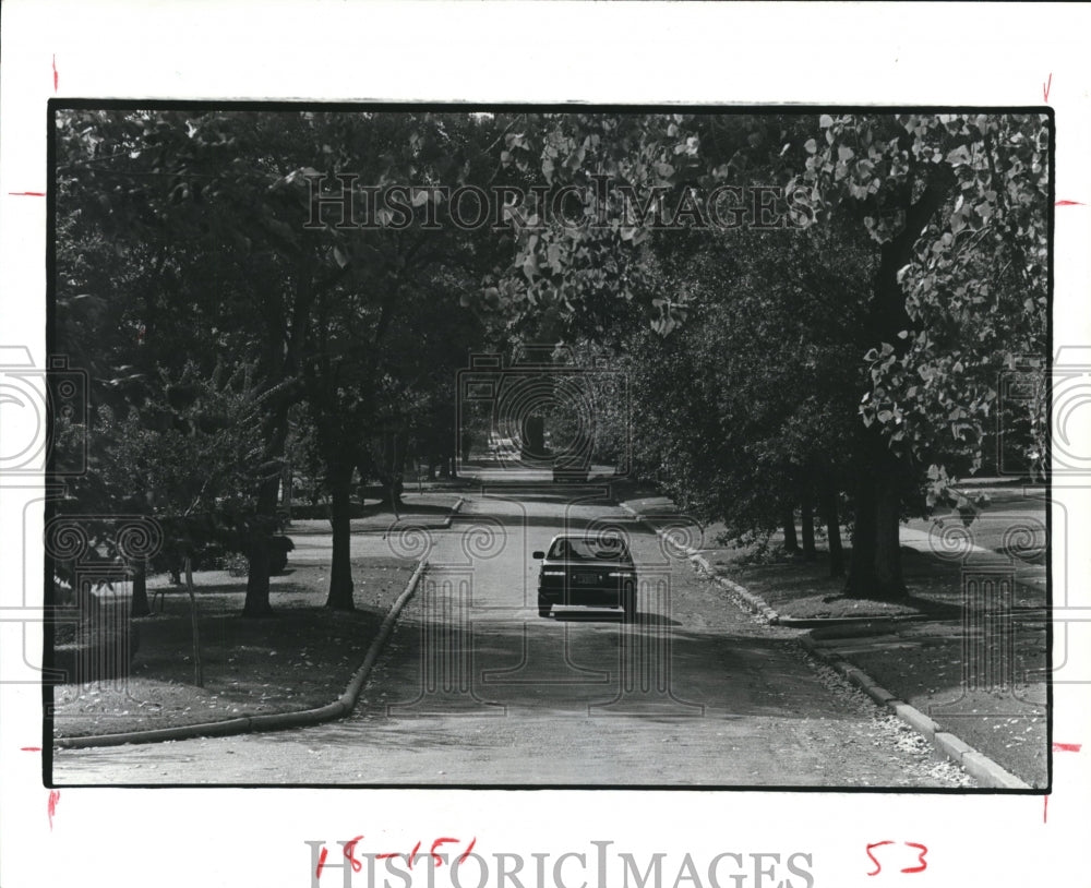 1982 Shady Tree-lined Street Near the Courtlandt Place in Houston. - Historic Images