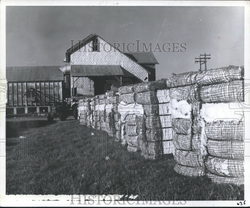 1985 Bales of Cotton at a farm in Texas - Historic Images