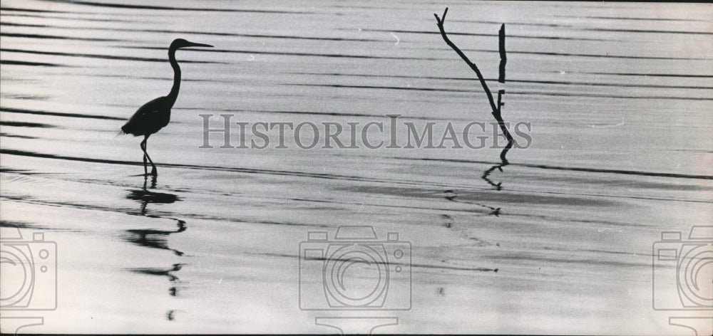 1968 Press Photo A Great Blue Heron on shore of the Houston ship channel - Historic Images