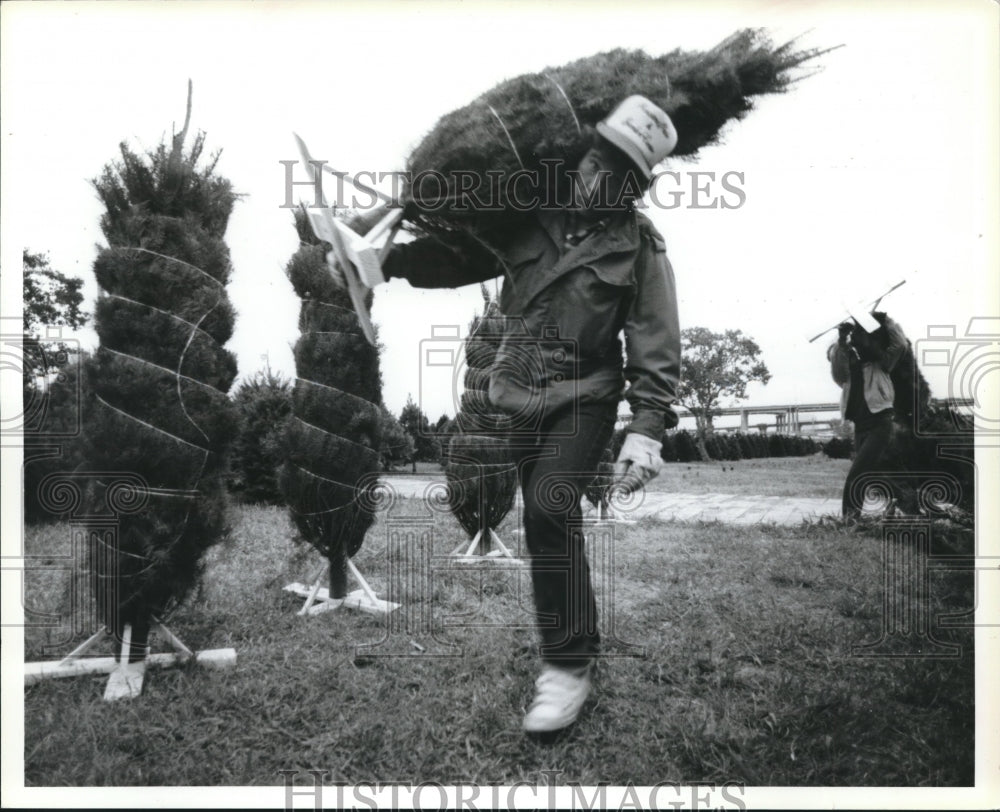 1985 Worker carries a bundled Christmas tree, Houston - Historic Images