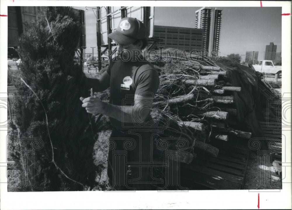 1988 Charles Metoier of Wolfe Nursery with Christmas trees, Houston - Historic Images