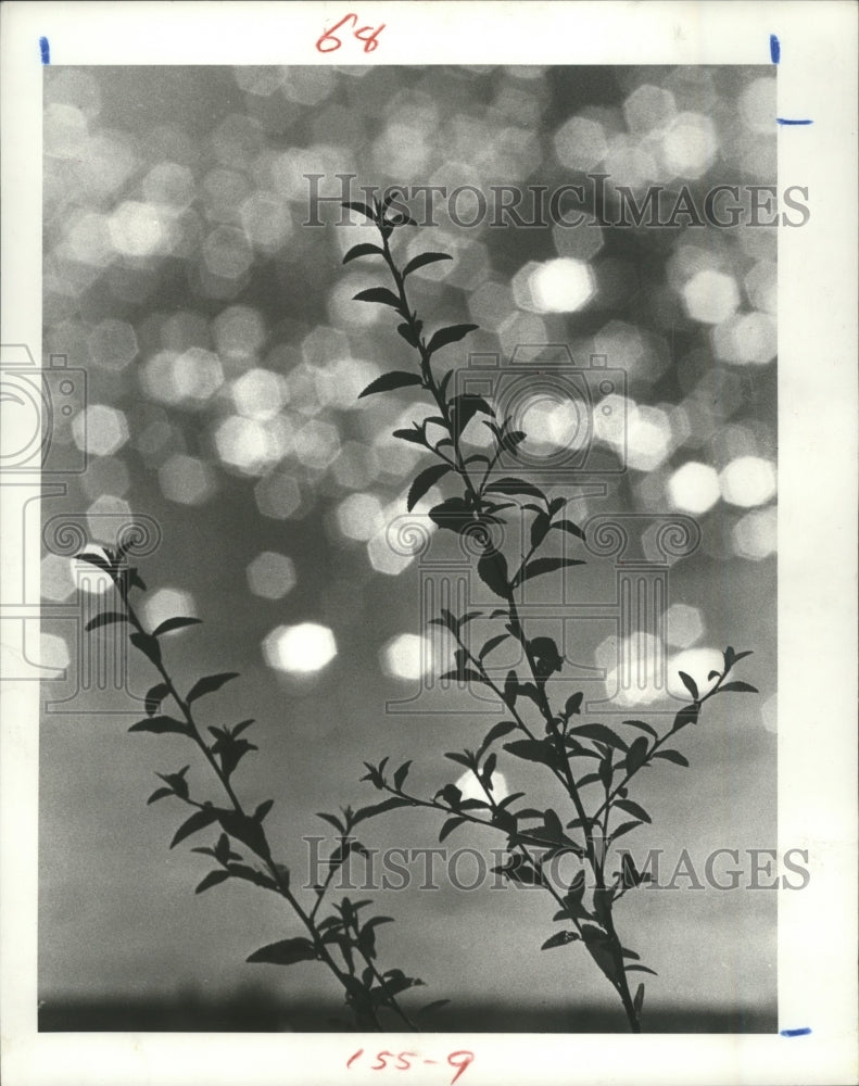 1984 Press Photo Sun Reflects Off Water Through Bushes At Hermann Park Houston. - Historic Images