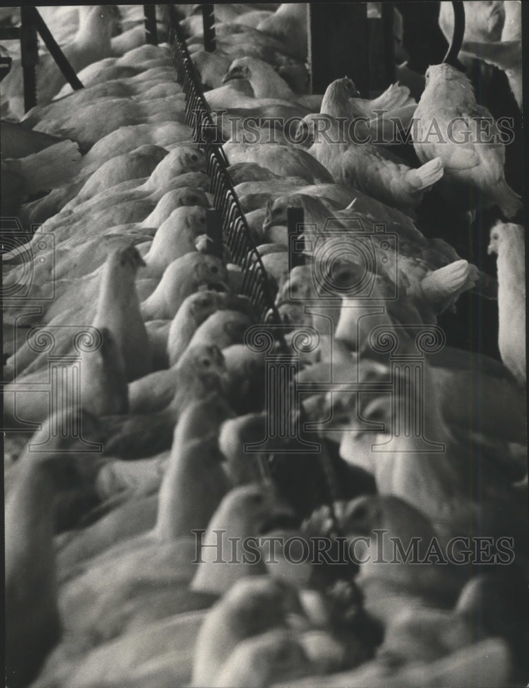 1967 Press Photo Chickens at Bill Guidry&#39;s poultry farm, Nacogdoches, County-Historic Images