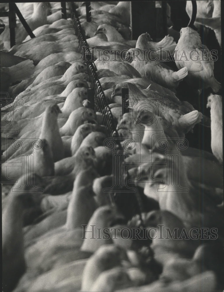 1967 Press Photo Chickens at Bill Guidry's poultry farm, Nacogdoches, County-Historic Images
