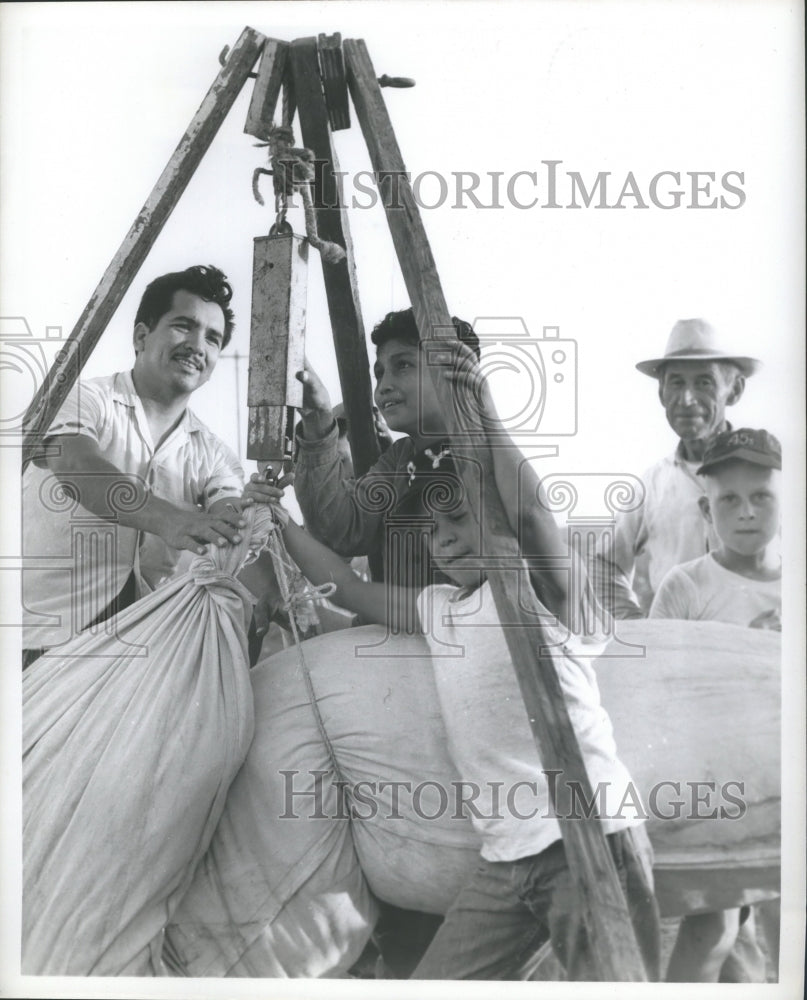 1962 Press Photo Family Weighing Cotton Bales in Texas. - hca16800-Historic Images