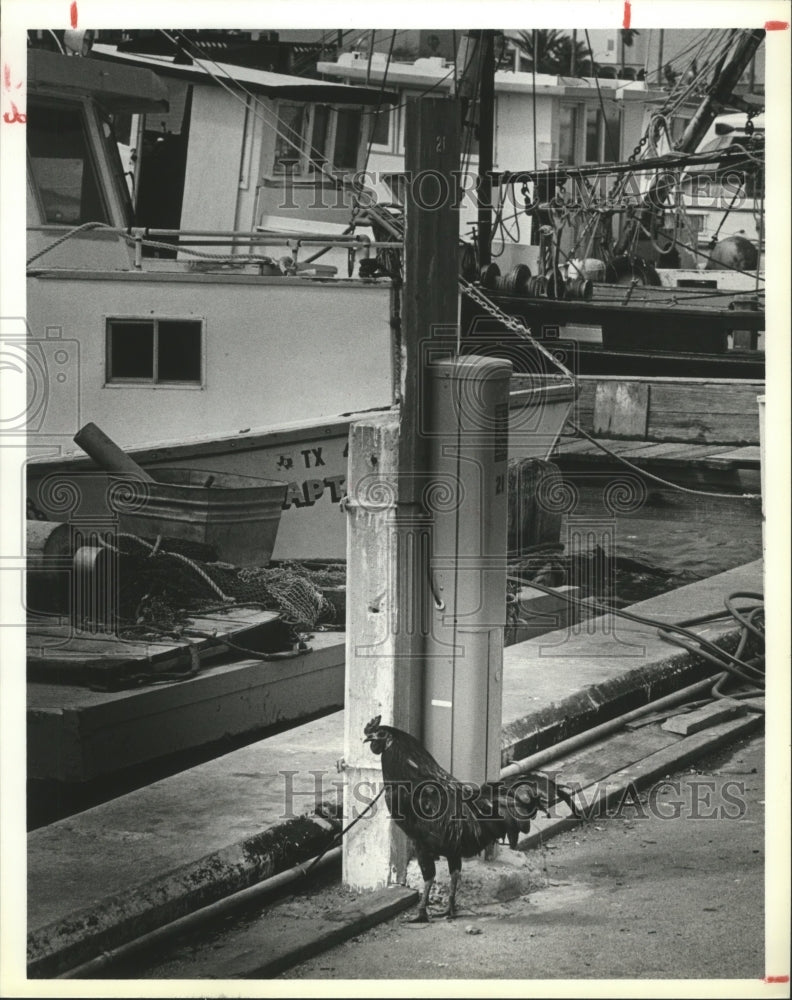 1979 Press Photo Out of Place Chicken is Boat Mascot in Corpus Christi, Texas. - Historic Images