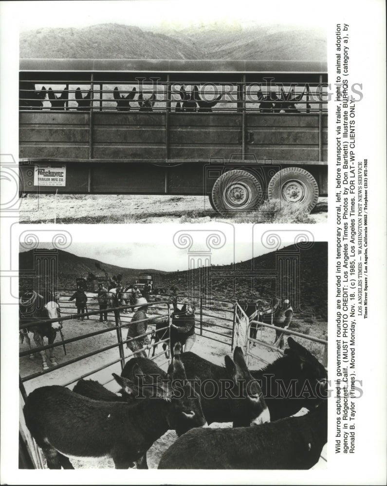1985 Burros captured and transported in Ridgecrest, California - Historic Images