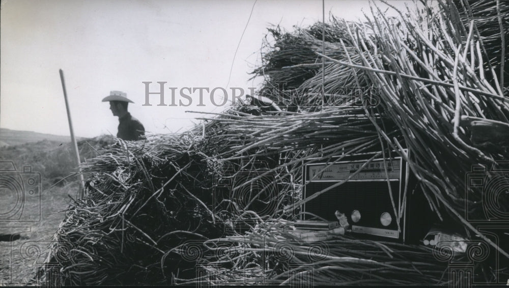 1970 Press Photo Worker and Bundles of candellia at Capote Falls, Texas-Historic Images