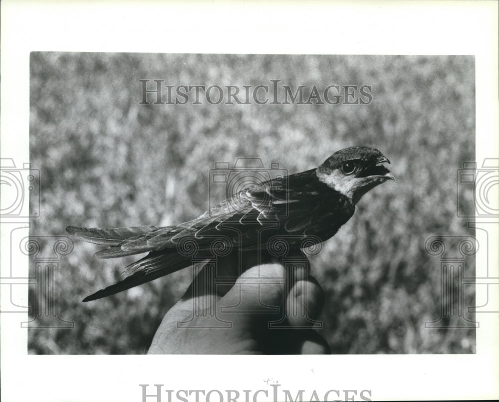 1986 Injured Chimney Swifts Birds Treated And Released.-Historic Images