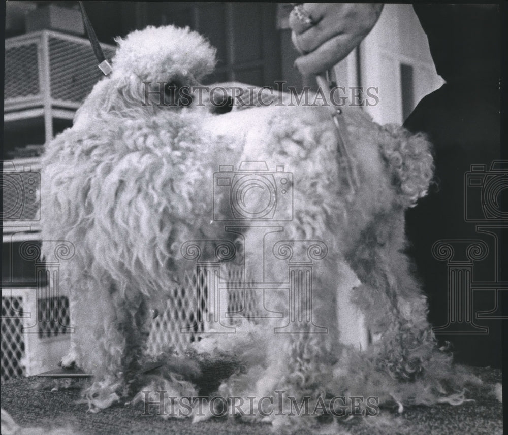 1962 Press Photo Dog brushed and trimmed - hca17434 - Historic Images