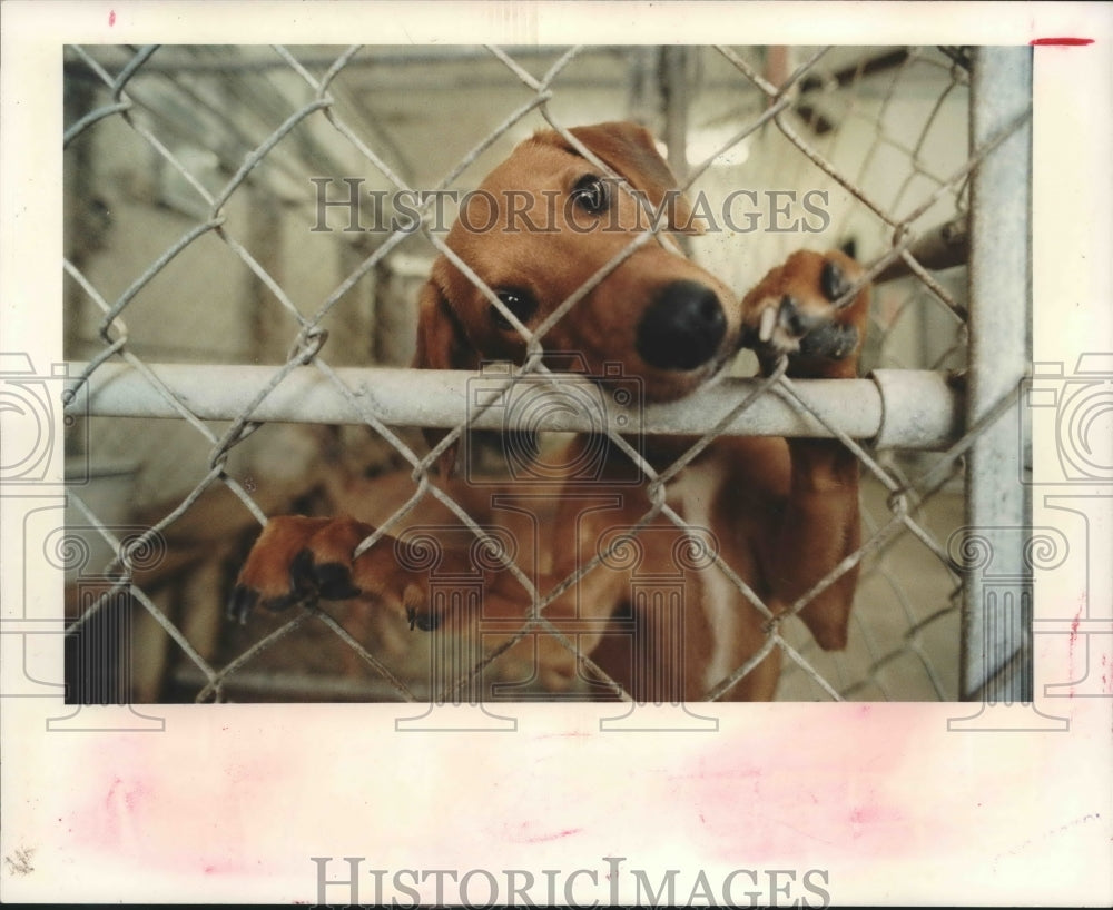 1990 Dog peers out of cage at Special Pals animal shelter, Houston - Historic Images