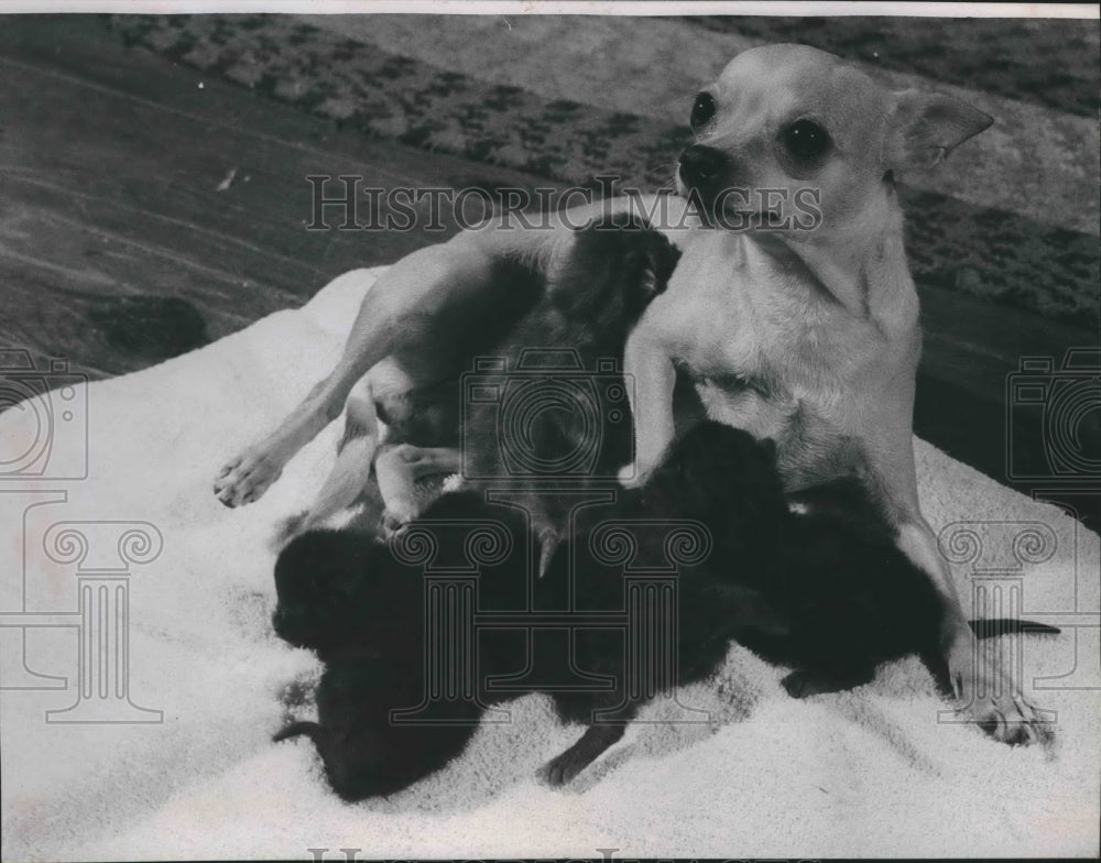 1964 Press Photo Mrs. Carl Bauer's Chihuahua nurses kittens - hca17492 - Historic Images