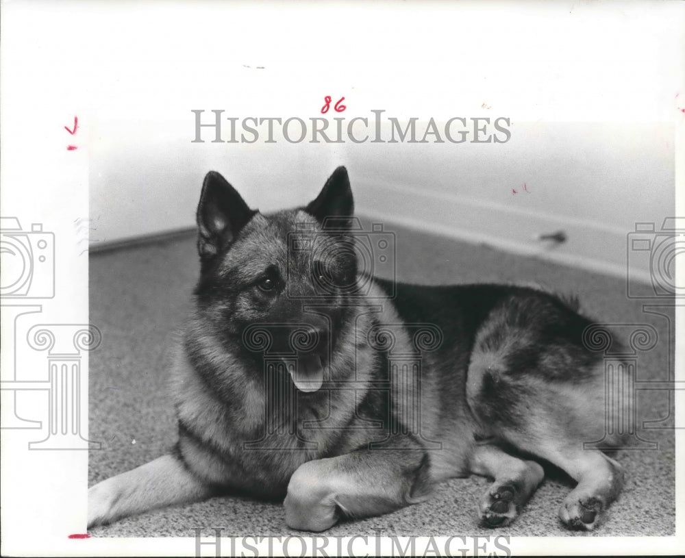 1975 Norwegian Elkhound Dog - Historic Images